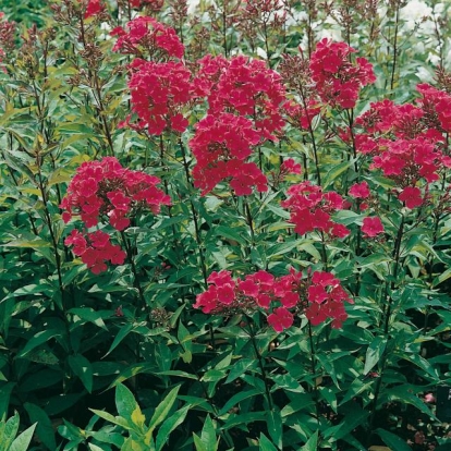 Phlox paniculata 'Starfire'