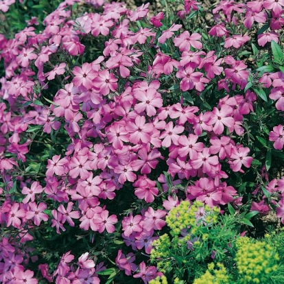 Phlox pilosa