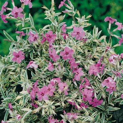 Phlox x procumbens 'Variegata'