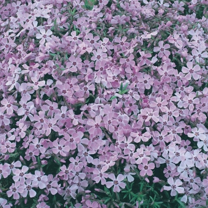 Phlox subulata 'Benita'