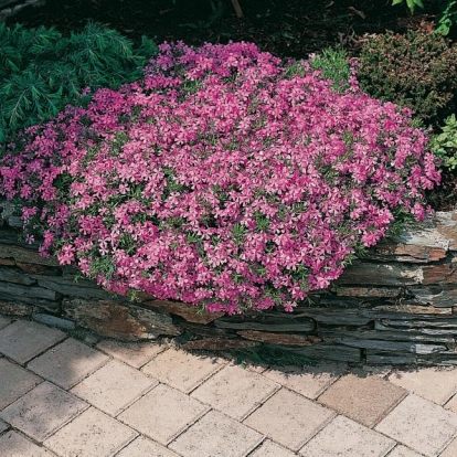 Phlox subulata 'Daisy Hill'