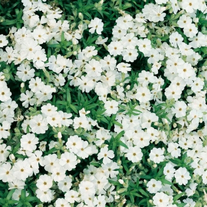 Phlox subulata 'Maischnee'