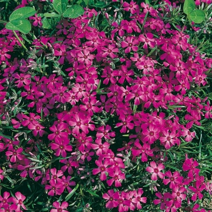 Phlox subulata 'Temiskaming'