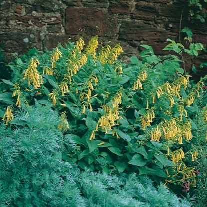 Phygelius aequalis 'Yellow Trumpet'