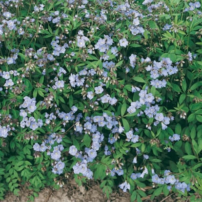 Polemonium reptans 'Blue Pearl'