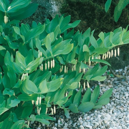 Polygonatum multiflorum