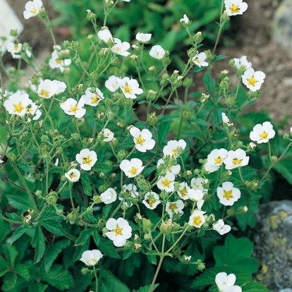 Potentilla alba