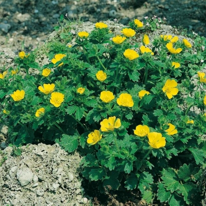 Potentilla megalantha