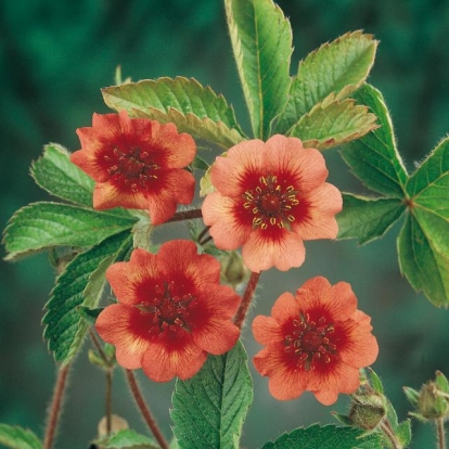 Potentilla nepalensis 'Roxana'