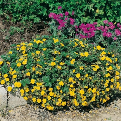 Potentilla neumanniana 'Nana'