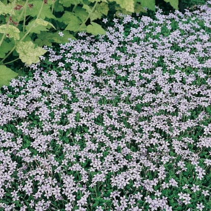 Pratia pedunculata