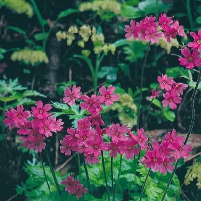 Primula polyneura