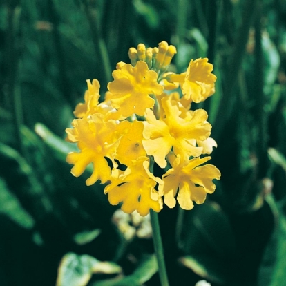 Primula prolifera