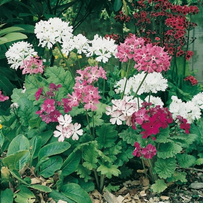 Primula sieboldii