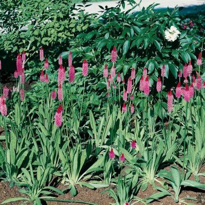 Primula vialii