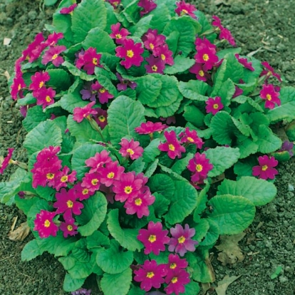 Primula x pruhonicencis