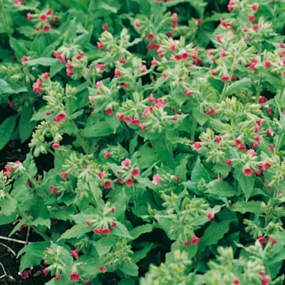 Pulmonaria rubra 'Redstart'