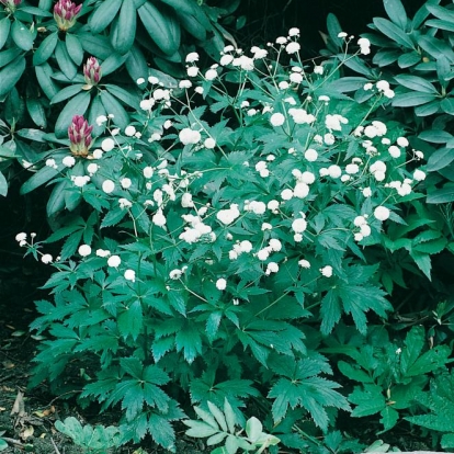 Ranunculus aconitifolius