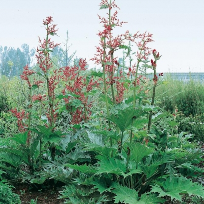 Rheum palmatum var. tanguticum