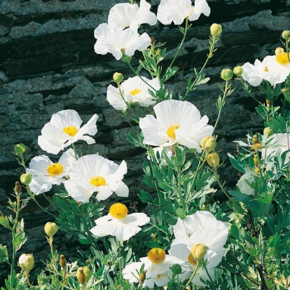 Romneya coulteri