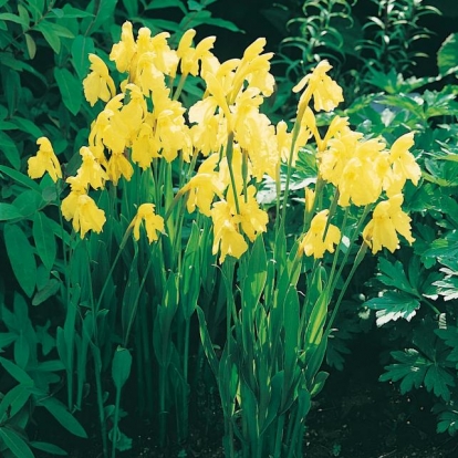 Roscoea cautleoides