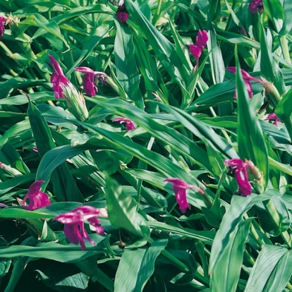 Roscoea purpurea