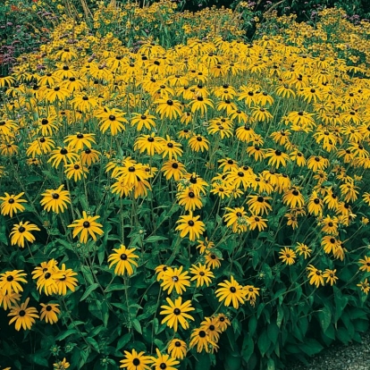 Rudbeckia fulgida var. deamii