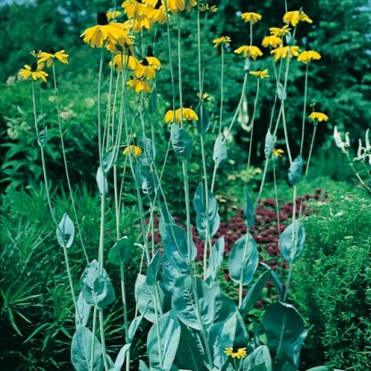 Rudbeckia maxima