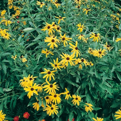 Rudbeckia subtomentosa