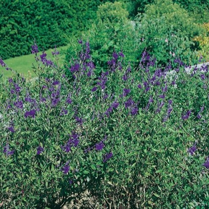 Salvia chamaedryoides