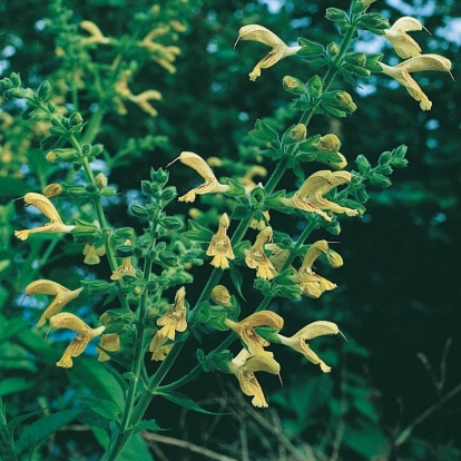 Salvia glutinosa