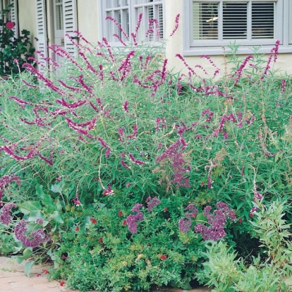 Salvia leucantha