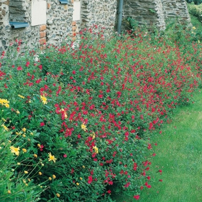 Salvia microphylla