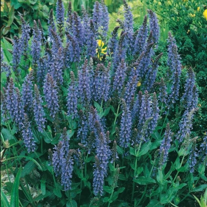 Salvia nemorosa 'Blaukönigin' ('Reine des Bleues')