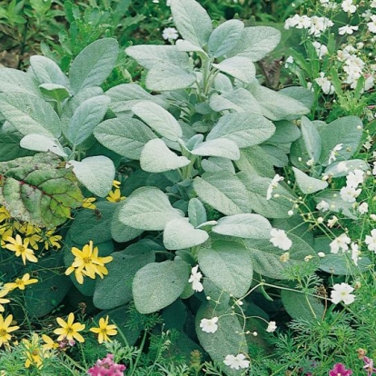 Salvia officinalis 'Berggarten'