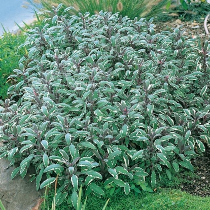 Salvia officinalis 'Tricolor'