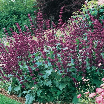 Salvia verticillata 'Purple Rain'