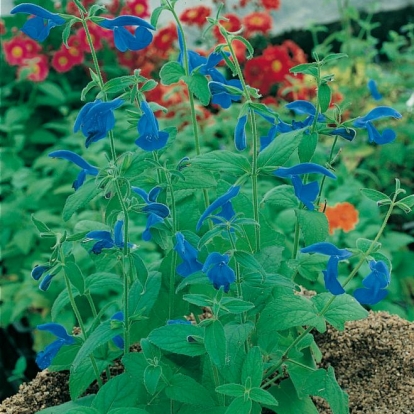 Salvia patens