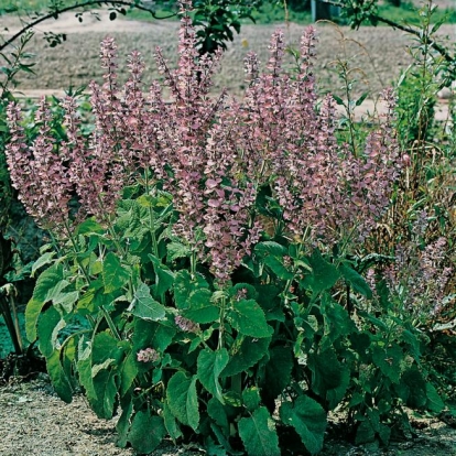 Salvia sclarea