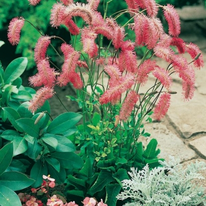 Sanguisorba obtusa