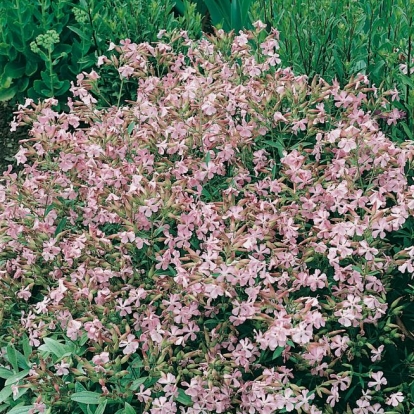 Saponaria x lempergii 'Max Frei'