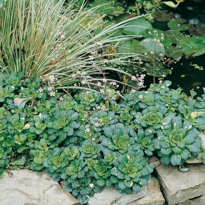 Saxifraga x urbium 'Aureopunctata'