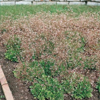 Saxifraga umbrosa