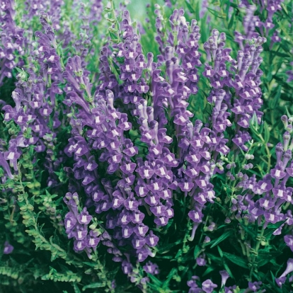 Scutellaria baicalensis