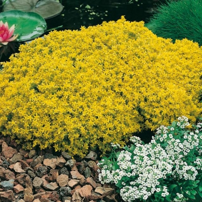 Sedum acre