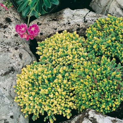 Sedum acre 'Aureum'