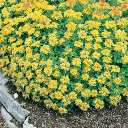 Sedum aizoon