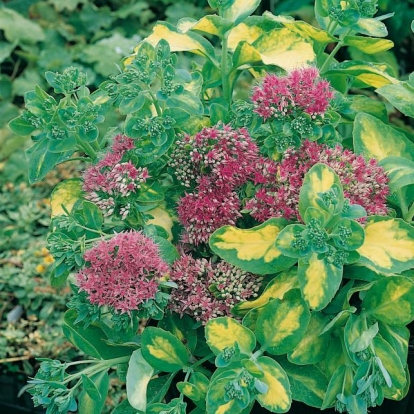 Sedum alboroseum 'Mediovariegatum'