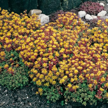 Sedum oreganum