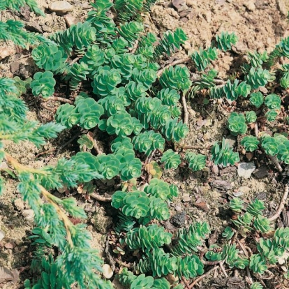 Sedum pachyclados